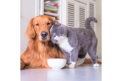 Image A grey cat rubs its face on a golden retriever on the kitchen floor.
